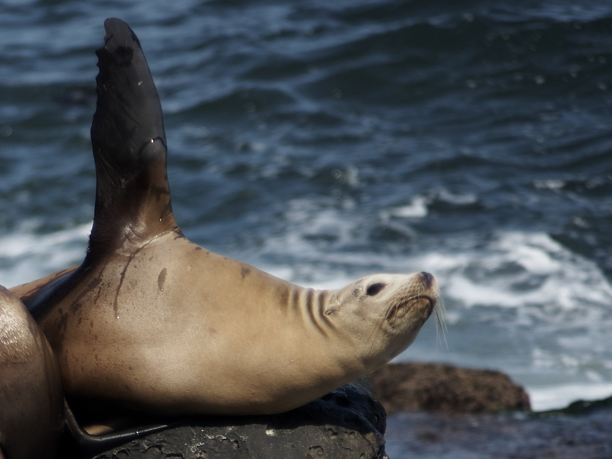 seal waving